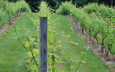 Chris Wolf Show 2015-11-16 Savage Oakes Winery, Elmer and Holly Savage – WATCH NOW