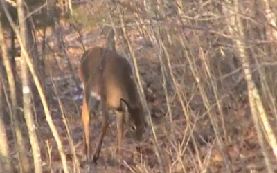 AL Gardner Show 13 78