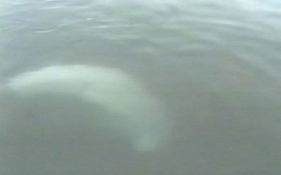 Al Gardner Show Poco the Whale