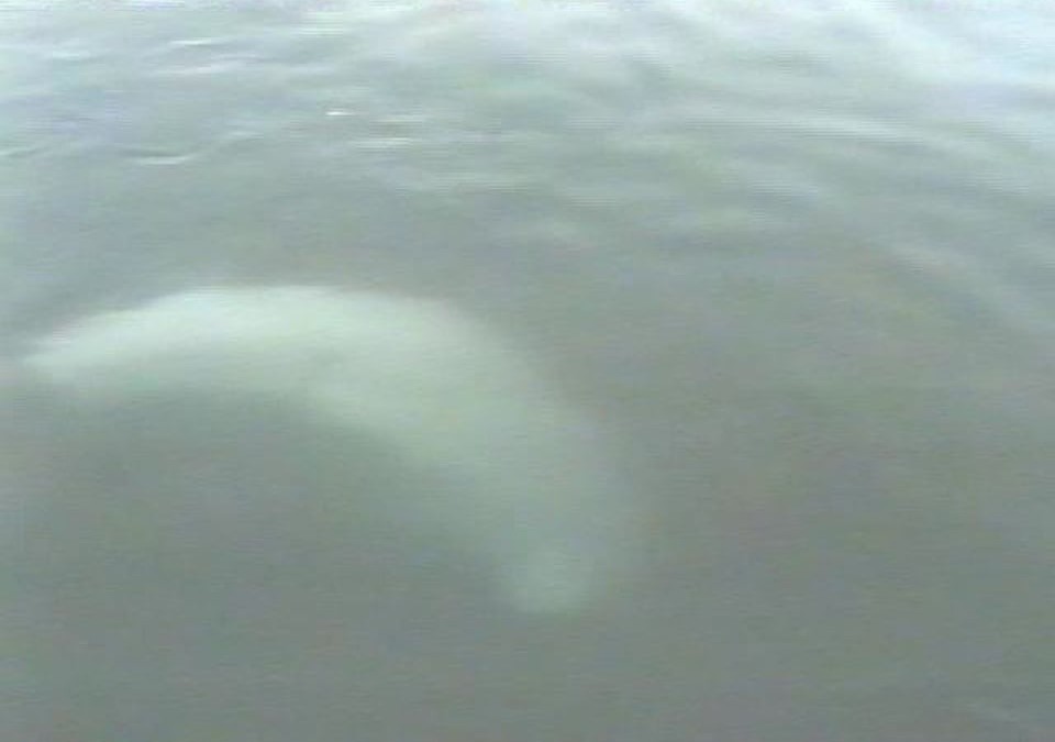 Al Gardner Show Poco the Whale