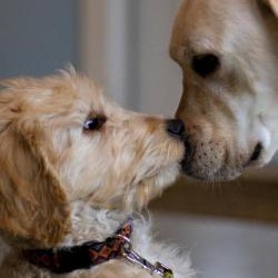 Dr. Bjorn Lee, pet expert, on The Chris Wolf Show