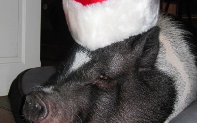 Miss Snuffles is “hamming it up” for the cameras on The Chris Wolf Show. WATCH NOW