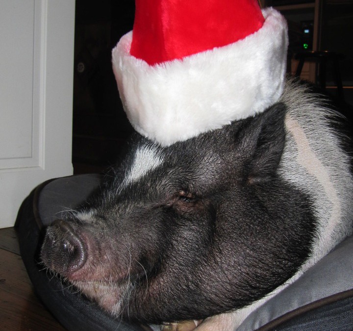 Miss Snuffles is “hamming it up” for the cameras on The Chris Wolf Show.  WATCH NOW