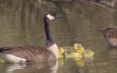 Al Gardner Show 16_13. WATCH NOW.