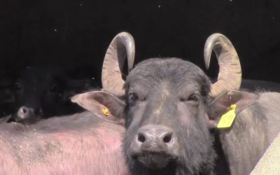 Al Gardner Show 16_17