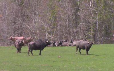 Al Gardner Show 16_21