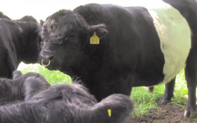 Al Gardner Show 16_32