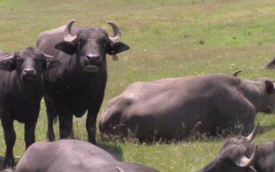 Al Gardner Show 16_33