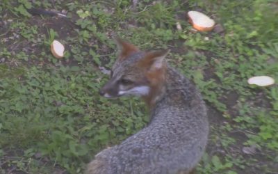 Al Gardner Show 16_35