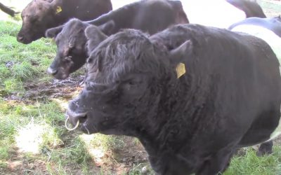 Al Gardner Show 16_34