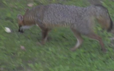 Al Gardner Show 16_43