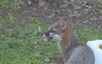 Al Gardner Show 16_44