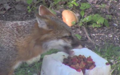 Al Gardner Show 16_46