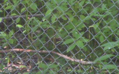 Al Gardner Show 16_51