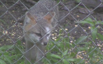 Al Gardner Show 16_53