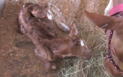 Al Gardner Show 16_58