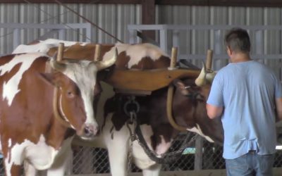 Al Gardner Show 16_63