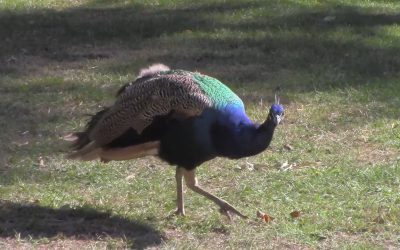 Al Gardner Show 16_80