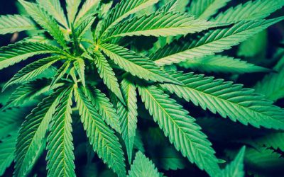 CWS 2016-12-12 Kathryn Avery Marijuana Legalization Consideration. WATCH NOW.