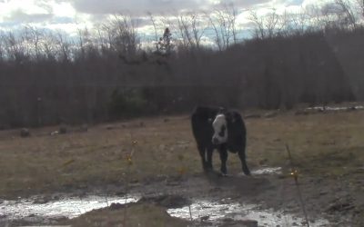 Al Gardner Show 17 10