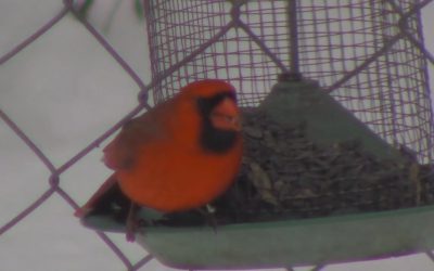 Al Gardner Show 17 16