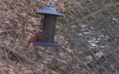 Al Gardner Show 17_18