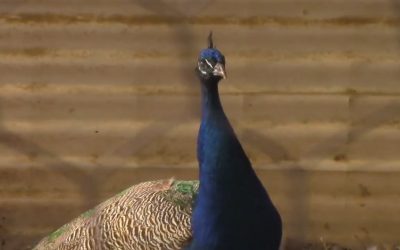 Al Gardner Show 17_19