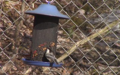 Al Gardner Show 17_20