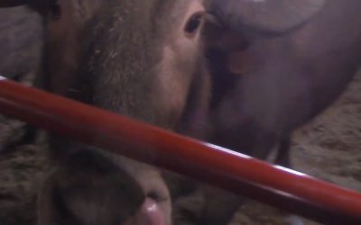 Al Gardner Show 17_24