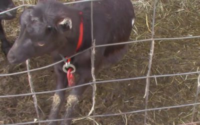 Al Gardner Show 17_26