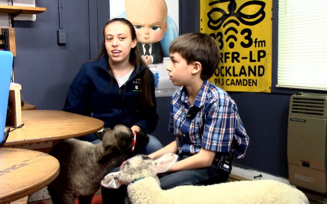 CWS 2017-04-17 Baby Lambs. WATCH NOW.