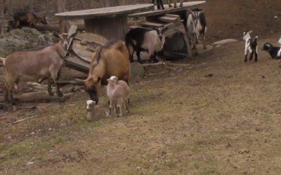 Al Gardner Show 17_30