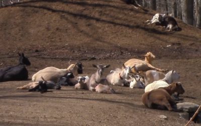 Al Gardner Show 17_31