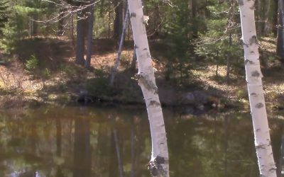 Al Gardner Show 17_34