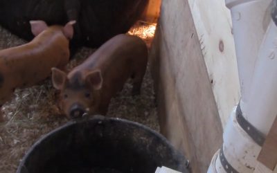 Al Gardner Show 17_37