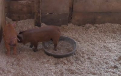 Al Gardner Show 17_40