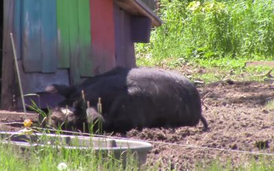 Al Gardner Show 17_46