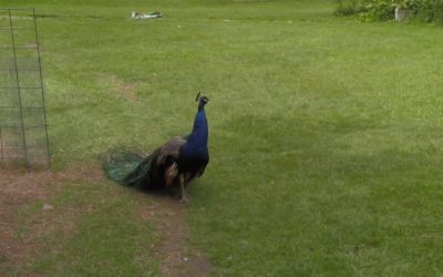 Al Gardner Show 17_55