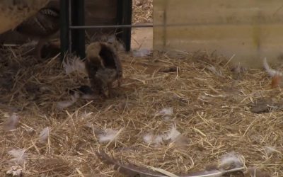 Al Gardner Show 17_61