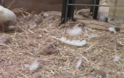 Al Gardner Show 17_68