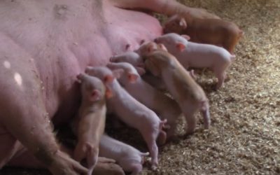 Al Gardner Show 17_70