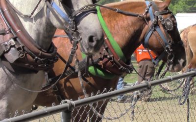 Al Gardner Show 17_86