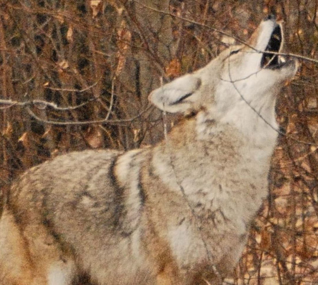 CWS 2018-11-05 Geri Vistein – Coyotes. WATCH NOW