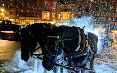 Hot Horses, Cold Night!