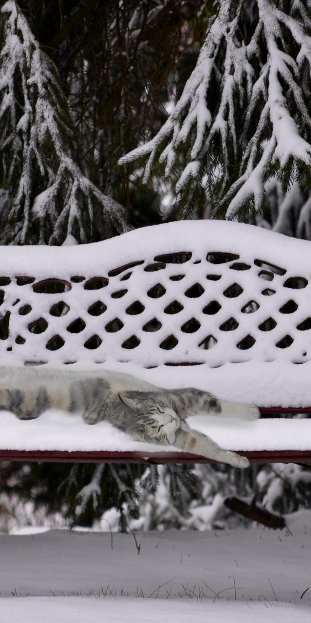 The Agony of Frozen Cats