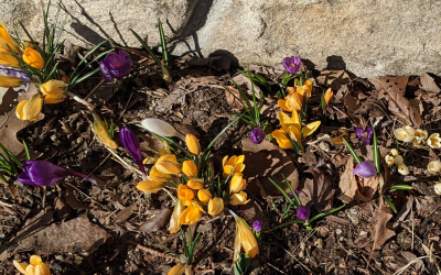 Spring Is Almost Here!