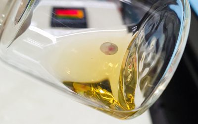 No uterus, no problem: Mouse embryos grown in bottles form organs and limbs