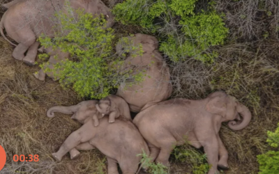 China’s herd of wandering elephants takes a rest after 500km trek
