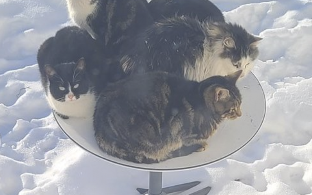 Starlink Satellite Dishes Have a another great use!