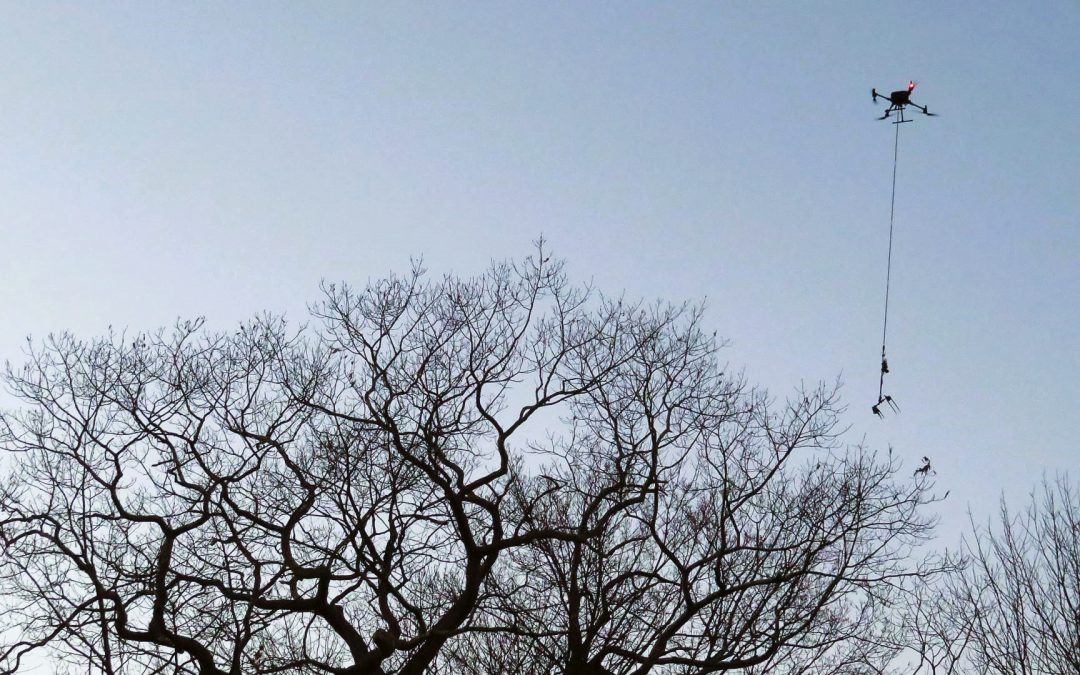 Cutting-edge, aerial drone technology could help combat browntail moths